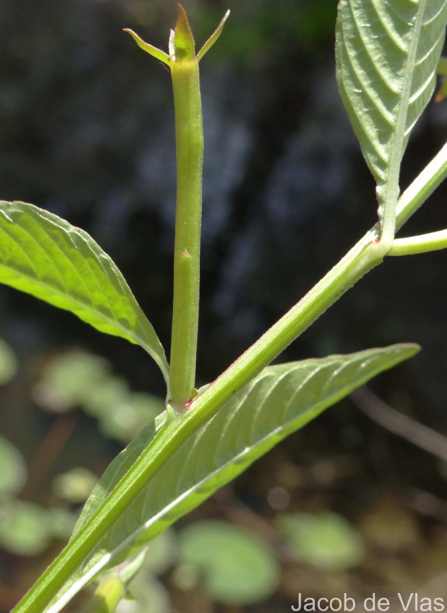 Ludwigia hyssopifolia (G.Don) Exell